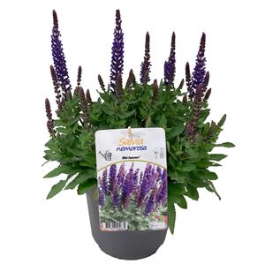 Afbeelding van VP Salvia Nemerosa P19 Deep Blue